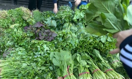 Rau tăng giá, người Hà Nội tự làm giá đỗ, rau mầm, thiết kế bữa ăn '3 món còn 2'