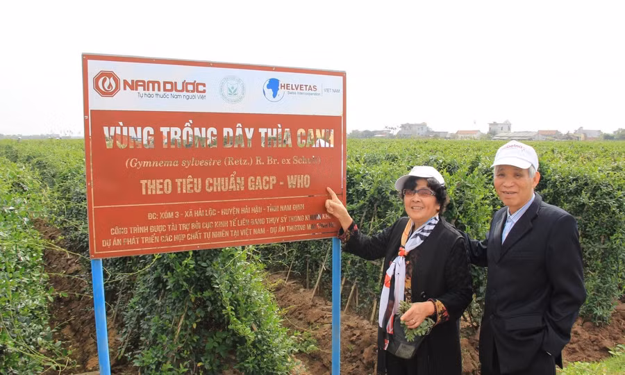 Dây thìa canh và bước tiến khoa học trong kiểm soát đường huyết: Từ y học cổ truyền đến bằng chứng hiện đại