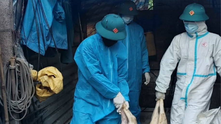 Lực lượng chức năng đưa số lợn bị bệnh đi tiêu hủy. 516114779-647015148399013-4114919314994334860-n-2034.jpg