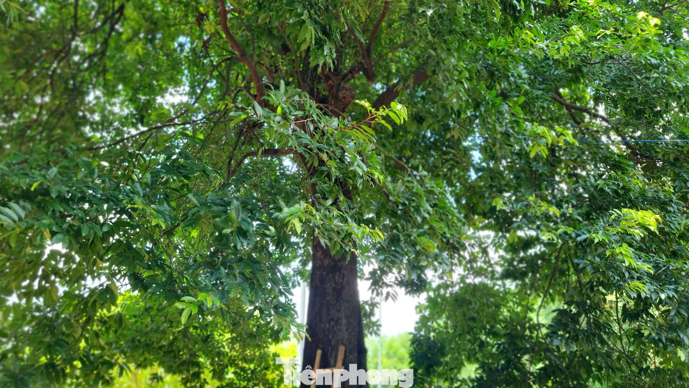 tp-cay-thi-tram-tuoi-8.jpg