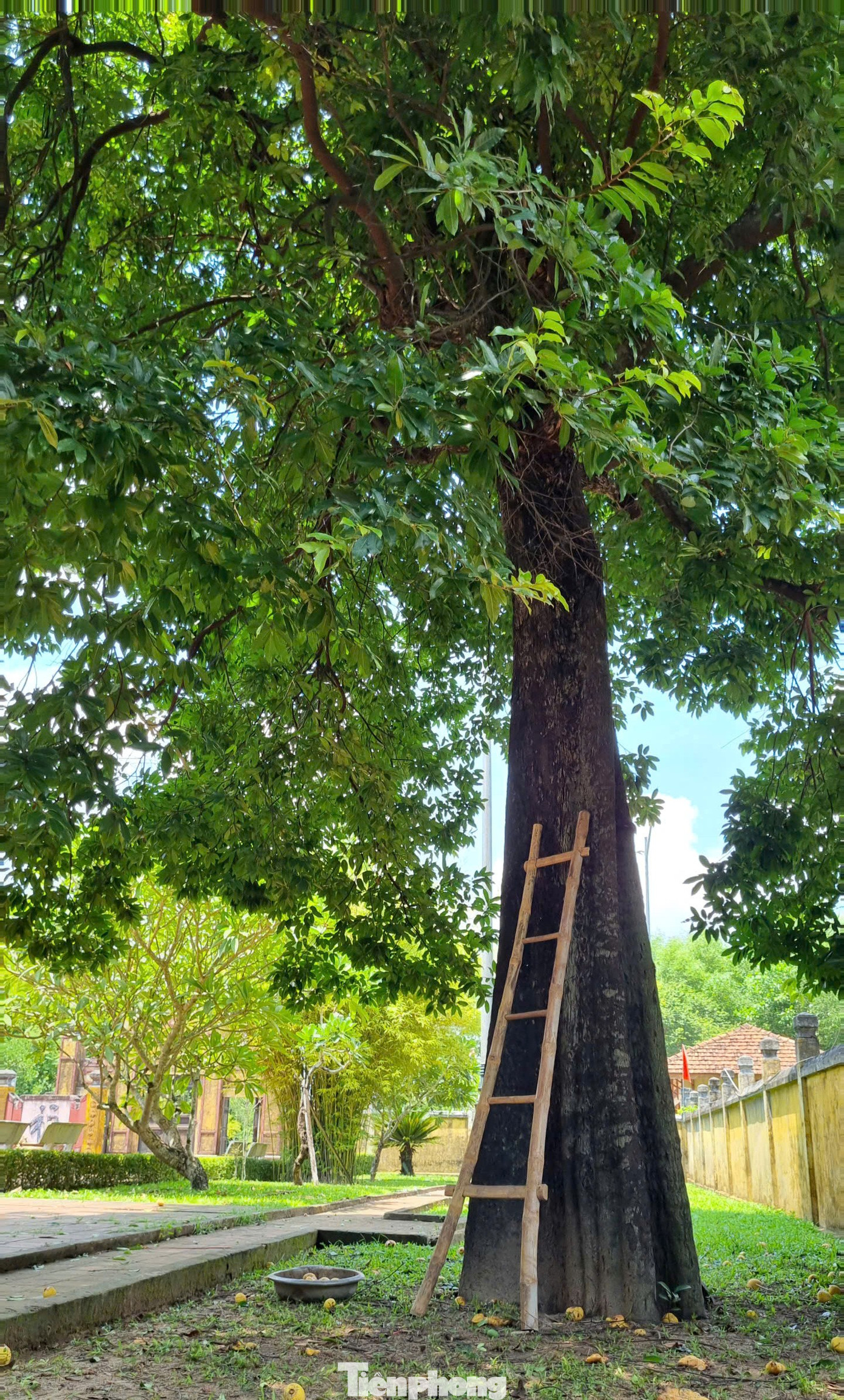 tp-cay-thi-tram-tuoi.jpg
