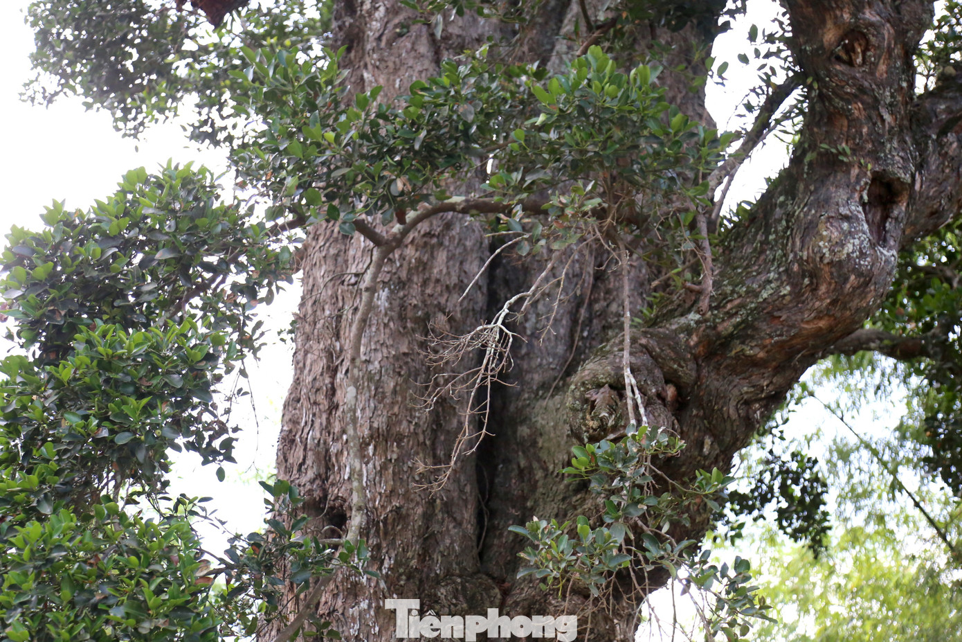 tp-cay-roi-mat-7.jpg