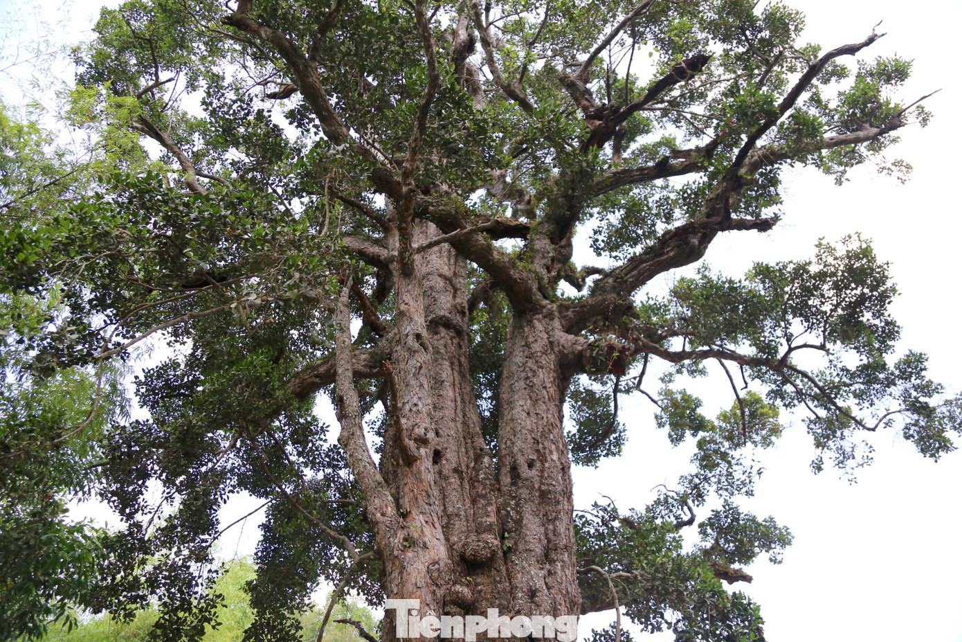 tp-cay-roi-mat-12.jpg