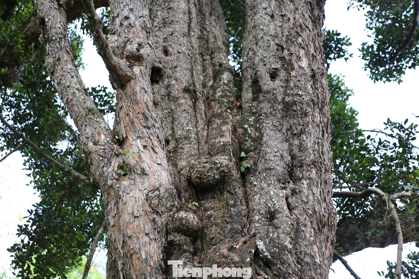 tp-cay-roi-mat-8.jpg