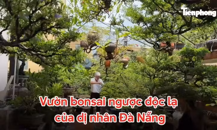 Vườn bonsai ngược độc, lạ của 'dị nhân' Đà Nẵng