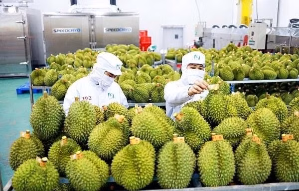 Việc Trung Quốc ra quy định mới giúp ngăn chặn tình trạng gian lận mã số vùng trồng, mã số cơ sở đóng gói diễn ra nhức nhối trong thời gian vừa qua.