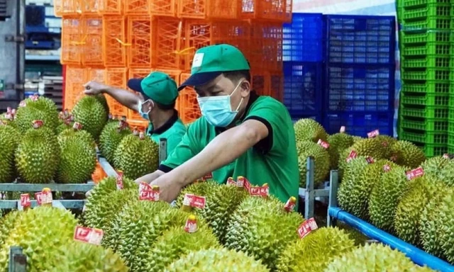 Xuất khẩu sầu riêng cao nhất từ trước đến nay