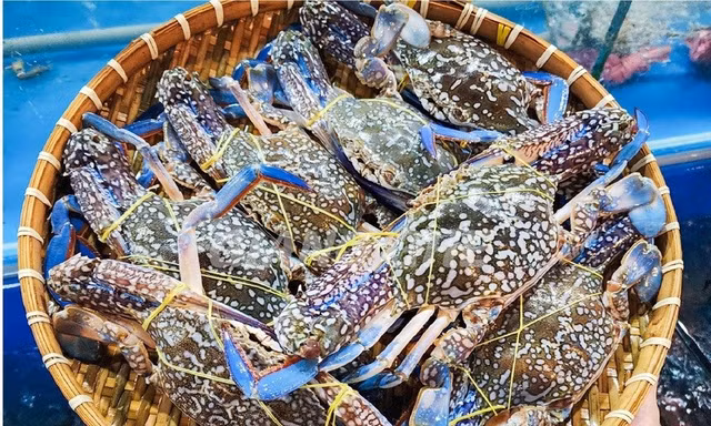 Mỹ ngừng nhập ghẹ từ Philippines, ghẹ Việt đón cơ hội
