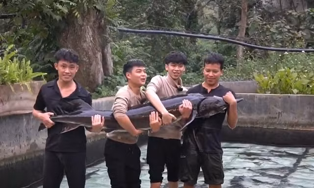 Cá tầm 'khổng lồ' xuất hiện ở Hà Nội, đấu giá hơn 100 triệu đồng