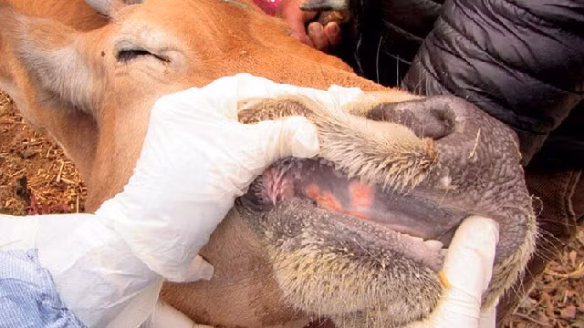 Bộ Nông nghiệp cảnh báo virus lở mồm long móng chủng mới, độc lực mạnh