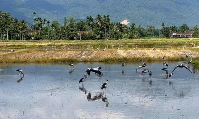 Khoảnh khắc đàn cò Nhạn quý hiếm xuất hiện trên đồng lúa Đắk Lắk