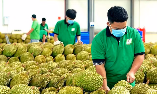 Cấp mã số vùng trồng: Chuyển từ 'xin - cho' sang tự chịu trách nhiệm