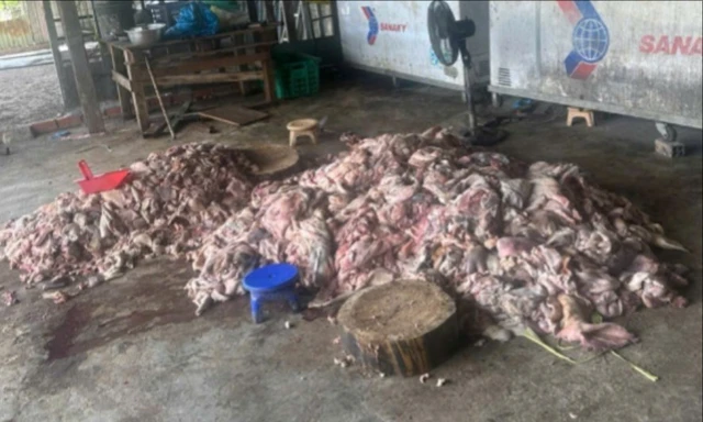 Phát hiện thịt lợn bốc mùi hôi thối sắp 'tuồn' ra thị trường 