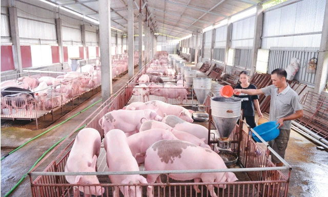 Giá lợn hơi liệu có 'sốt' dịp Tết Nguyên đán?