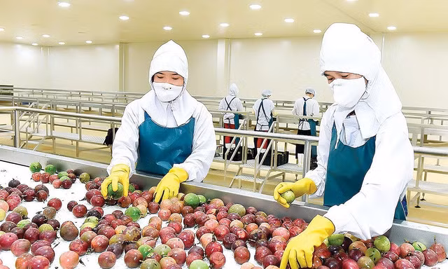 Doanh nghiệp lo gặp khó trong việc vận chuyển khi chiến sự ở Trung Đông gây nguy cơ gián đoạn tuyến đường vận chuyển sang khu vực này và châu Âu.