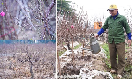 Lý do đào La Cả không vội Tết