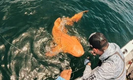 Bí ẩn cá mập màu cam, mắt trắng cắn câu ở Costa Rica