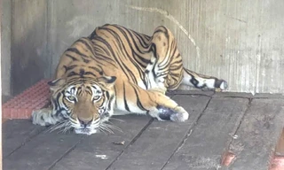 Nguồn gốc của những ‘chúa sơn lâm’ do người dân nuôi nhốt ở TPHCM