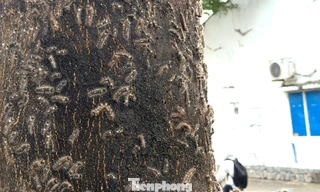 Rợn người trước cảnh sâu ‘lạ’ bầy đàn tràn vào nhà dân ở TPHCM