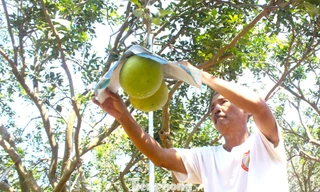 Về Làng thông minh xem nông dân chăm bưởi sạch phục vụ Tết