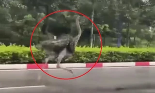 CLIP: Chim ‘khổng lồ’ bất ngờ chạy trên đường phố TPHCM