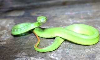 Nhiều gia đình ở TPHCM hoảng hồn khi rắn cực độc bò vào nhà