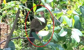 Thấy con vật có hình thù lạ trong vườn, không ngờ là loài trong Sách Đỏ