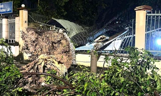 Mưa dông lớn, cây đổ la liệt đè bẹp xe máy ở TPHCM