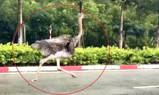 Lý do phải tiêu hủy con chim gần 100kg chạy trên đường ở TPHCM