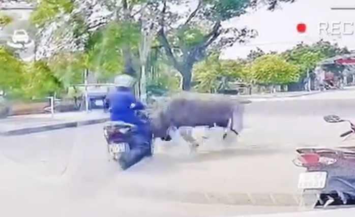 Video trâu lao ra đường húc, đuổi theo người phụ nữ điều khiển xe máy 1-1752553515941308175390.png