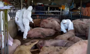 Dịch tả lợn châu Phi bùng phát tại 30 tỉnh thành: Điều lo nhất hiện nay là gì? 
