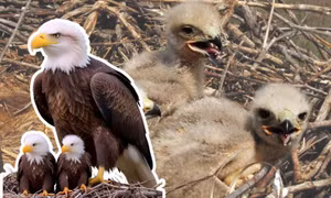 Thế giới động vật "hệ AI": Ranh giới mong manh giữa giải trí và xô lệch góc nhìn