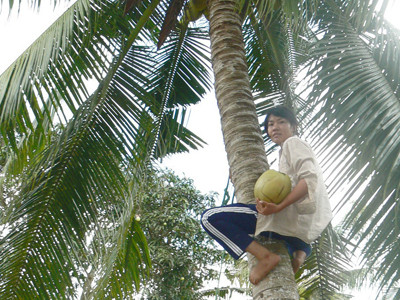 Cô gái leo dừa mướn đậu hai trường đại học