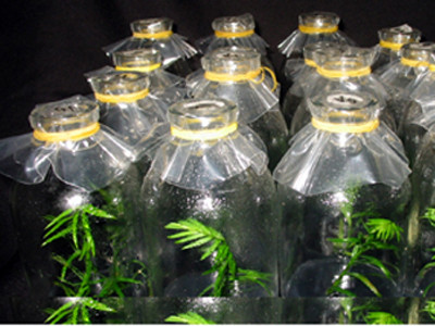 Chờ thuốc chữa ung thư 'made in' Việt Nam