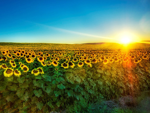 Tươi sáng 'Đồi hoa mặt trời'