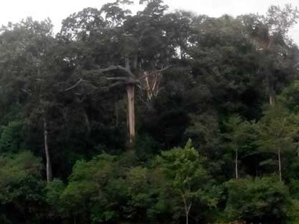 Bí ẩn lời nguyền: 'Rừng loạn luân'