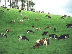 Lợi nhuận của SCIC từ đâu ra?