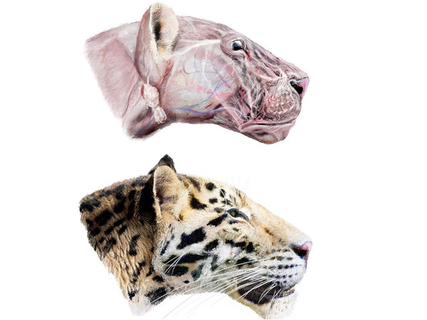 Phát hiện hóa thạch hổ cổ đại hai triệu năm