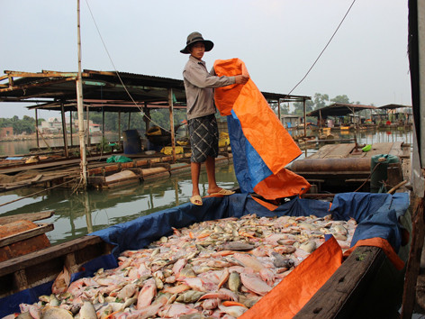 Cá nuôi bè chết hàng loạt