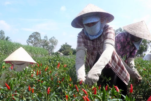 Người trồng ớt trúng lớn