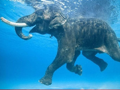 Gặp con voi biết bơi duy nhất trên thế giới