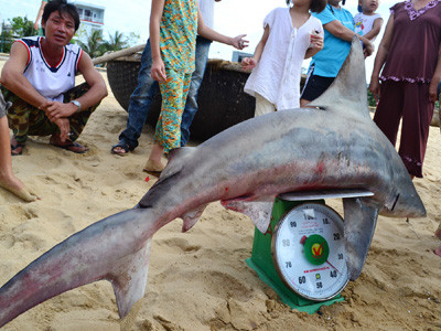 Đêm săn cá mập