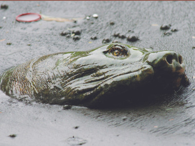 Đưa 'cụ Rùa' lên Tháp Rùa chữa trị