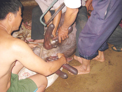 Chuẩn bị lấy nhung hươu