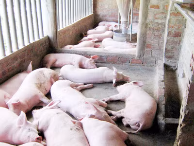 Người tiêu dùng tự làm khổ mình vì lợn tai xanh