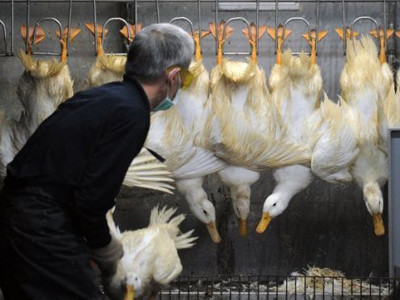 Lần đầu tiên H7N9 lây từ người sang người