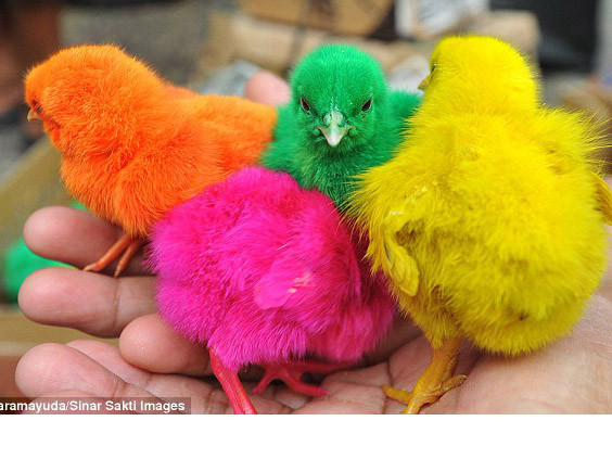 Gà con màu sắc ở Indonesia