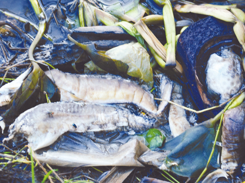 Bàng hoàng cá chết trắng sông Ảnh: T.H