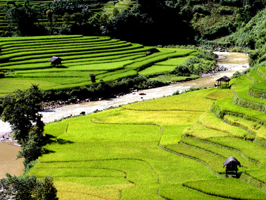 Ngắm cung đàn thu xứ Mù Cang Chải