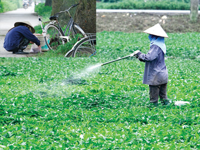 Thực phẩm nhiễm độc chờ… quy định